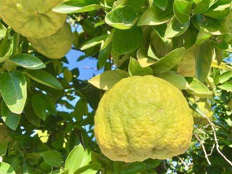 縁起物の鬼柚子2 鬼柚子,獅子柚子,果物の写真素材