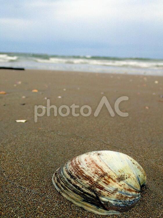 砂浜と貝殻と波打ち際 ホッキ貝,砂浜,自然の写真素材