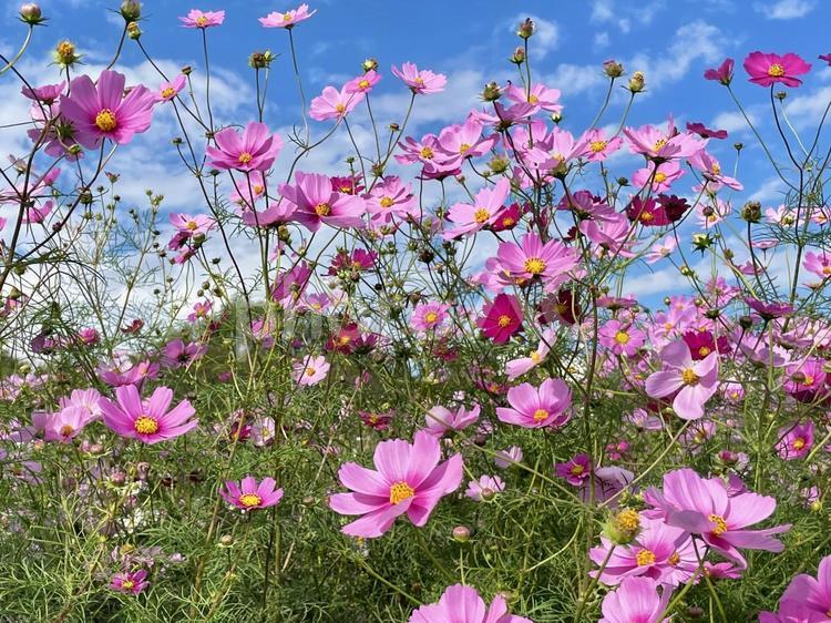コスモス(秋桜)と青空 コスモス,青空,きれいの写真素材