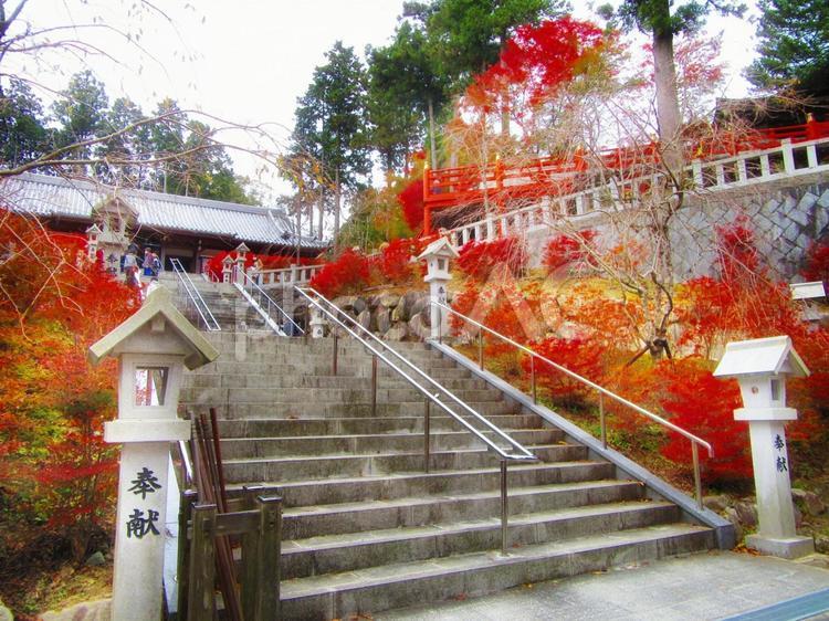 社と階段とドウダンツツジ 紅葉,もみじ,モミジの写真素材