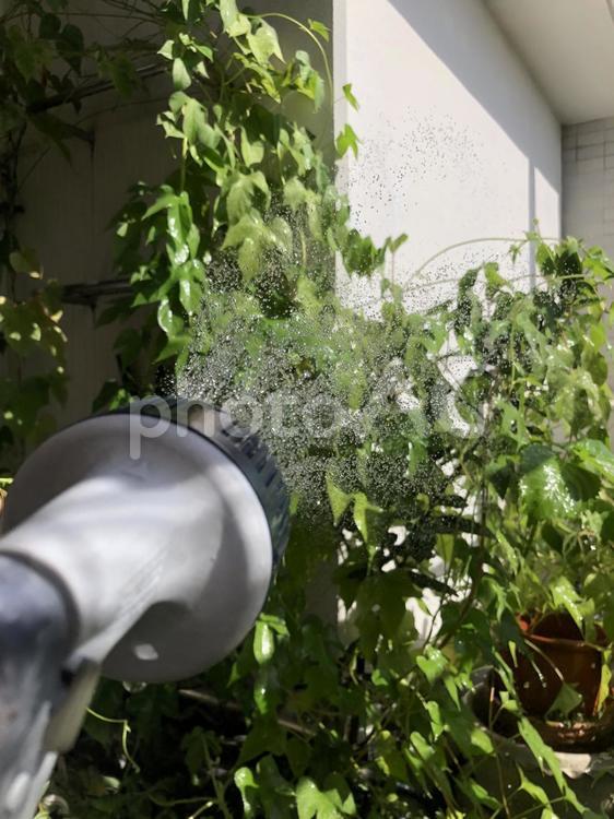 シャワーノズルの写った水まき 水まき,夏,庭の写真素材