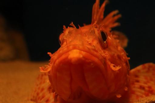 魚 魚の写真