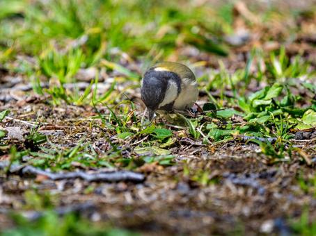 地面を歩くシジュウカラ 地面を歩くシジュウカラの写真