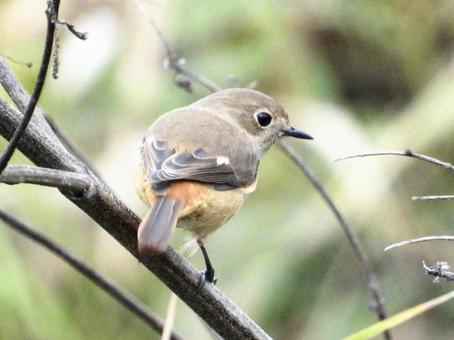 枯れ枝につかまるジョウビタキの写真