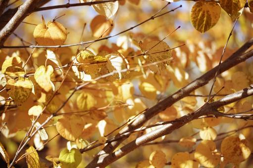 逆光で輝く黄色い丸い紅葉 紅葉,黄葉,秋の写真素材