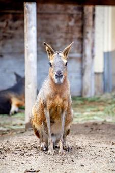 マーラ 井の頭動物園 マーラ 井の頭動物園 マーラ,動物,動物園の写真素材