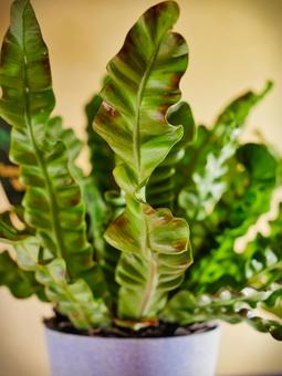 植物 植物の写真