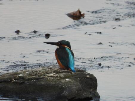 A kingfisher photographed in a nearby stream, JPG A kingfisher photographed in a nearby stream, JPG