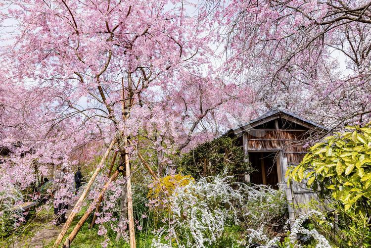 京都府　原谷苑の桜風景 原谷苑,桜,風景の写真素材