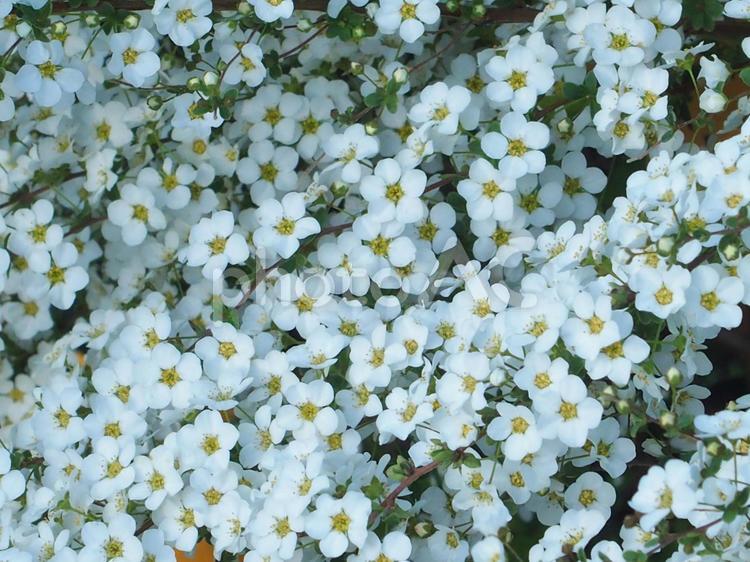 ユキヤナギの花のイメージ ユキヤナギ,花,植物の写真素材