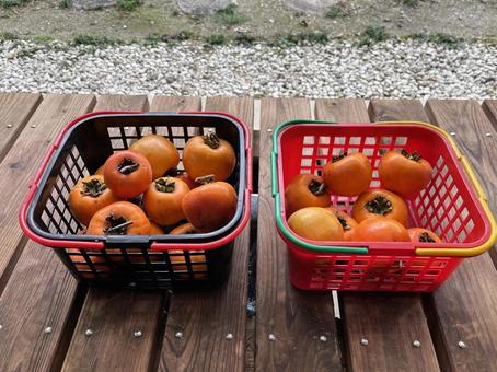 かごに入った柿 かご,網かご,プラスチックの写真素材