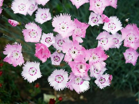 ピンクの花 草花 ピンクの花 草花の写真