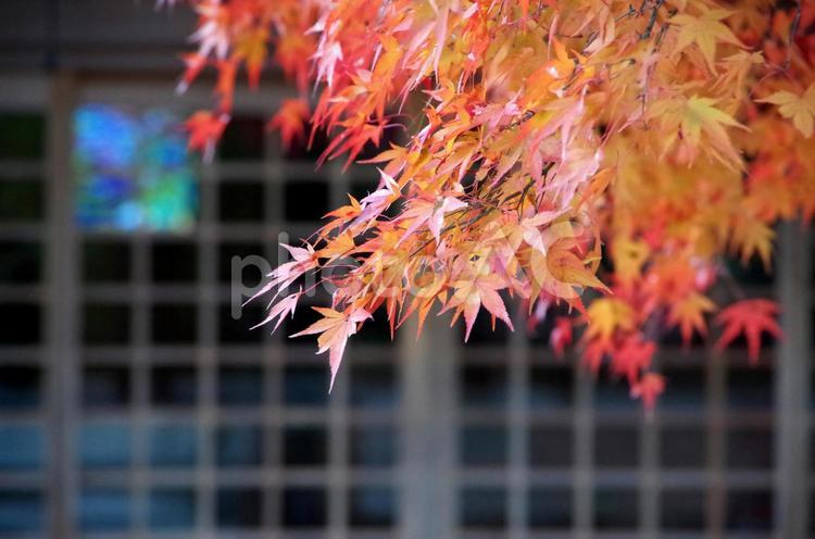 秋の風景　紅葉 モミジ,紅葉,紅葉狩りの写真素材