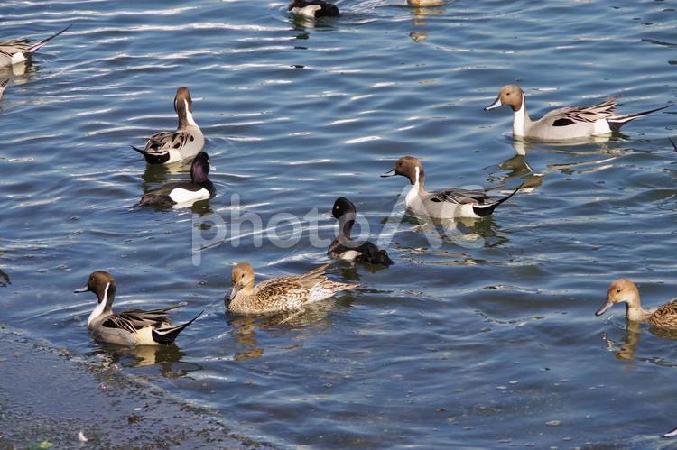 たくさんの水鳥 水鳥,海辺,水辺の写真素材