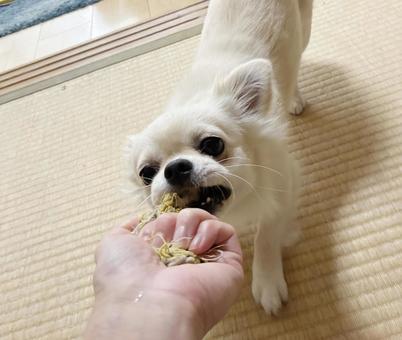 飼い主とおもちゃで遊ぶチワワ 飼い主とおもちゃで遊ぶチワワ チワワ,ペット,犬の写真素材