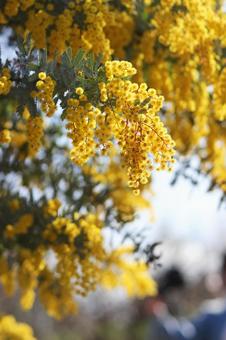 カラノラ 風景,春,背景の写真素材
