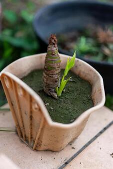 新しい生命の息吹、小さな芽 植物,芽,新芽の写真素材