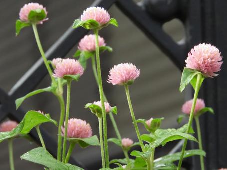 千日紅 千日紅の写真
