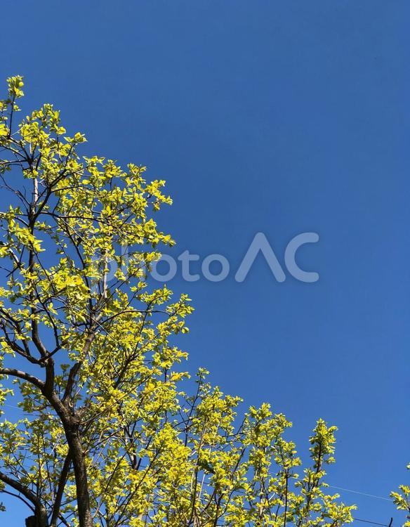 柿の木と青空 柿の木,新芽,春の写真素材