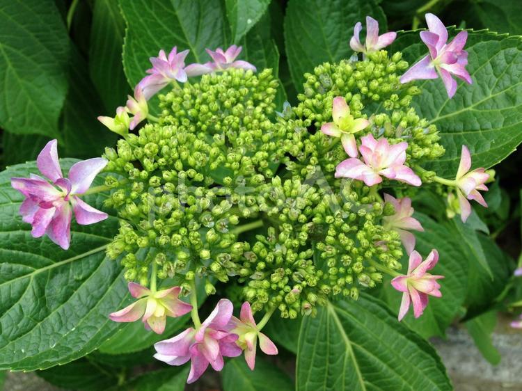 薄紫色の綺麗なアジサイが咲き始めます 花,紫陽花,植物の写真素材