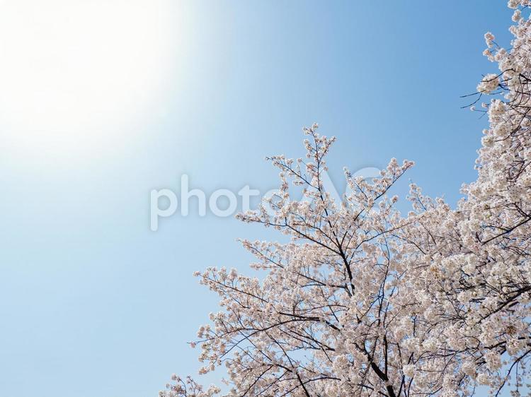 満開の桜と青い空 桜,春,風景の写真素材