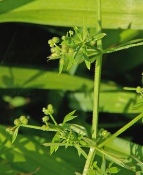 ヤエムグラ ヤエムグラ ヤエムグラ,八重葎,拉拉藤の写真素材