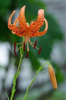 Photo, oni lily, ghost lily, summer flowers, 