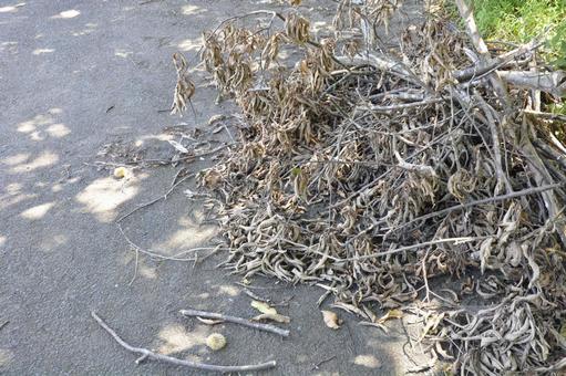 枯れ草 枯れ草 枯れ草,草,枯葉の写真素材