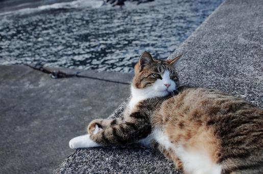 港町で昼寝する猫 港町で昼寝する猫の写真