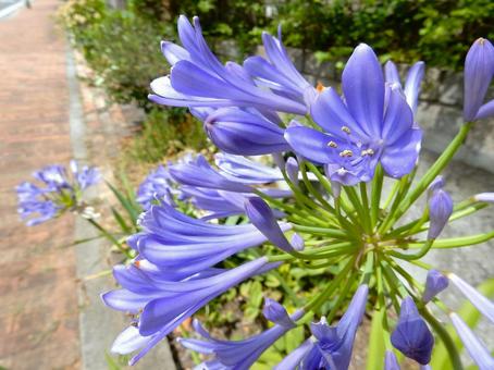 Photo, agapanthus, purple clam, blue, 