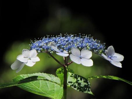 アジサイp アジサイpの写真