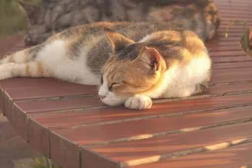 ねこ ねこ ねこ,野良,動物の写真素材