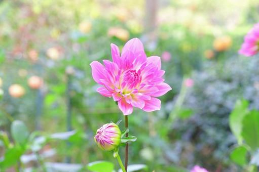 ダリア ダリア,花,ピンクの写真素材