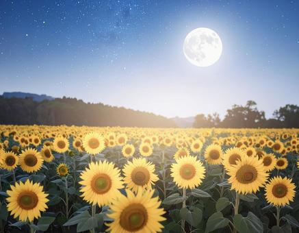 月夜に咲くひまわり畑 月夜に咲くひまわり畑の写真