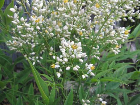 White early summer flowers blooming in the nandina, nanten, southern sky, flower, JPG