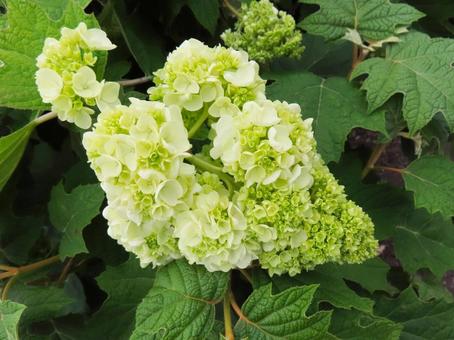 Inflorescence of white hydrangea, JPG Inflorescence of white hydrangea, JPG