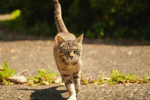 歩く猫 歩く猫 猫,野良猫,歩くの写真素材