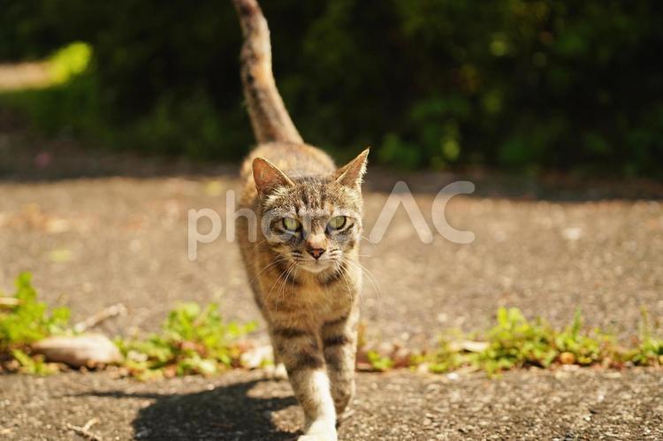 初めまして・・（野良猫） 猫,野良猫,歩くの写真素材