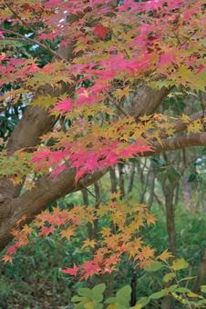 紅葉 もみじ,葉,植物の写真素材