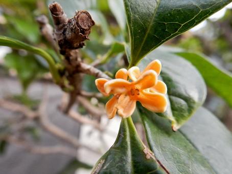 【花の写真】キンモクセイ(金木犀) 【花の写真】キンモクセイ(金木犀) キンモクセイ,金木犀,植物の写真素材