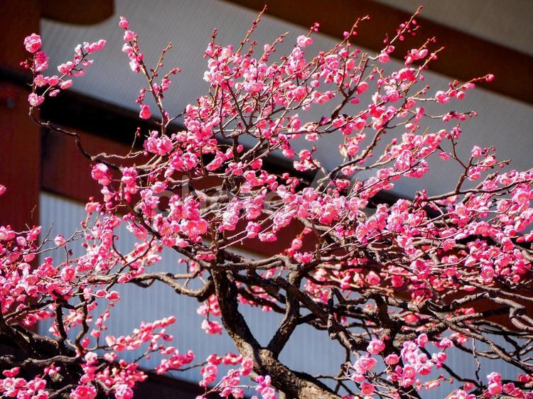 早春の紅梅・西新井大師の境内（足立区） 早春,梅,西新井大師の写真素材