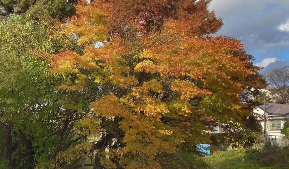 紅葉 紅葉 モミジ,自然,木の写真素材
