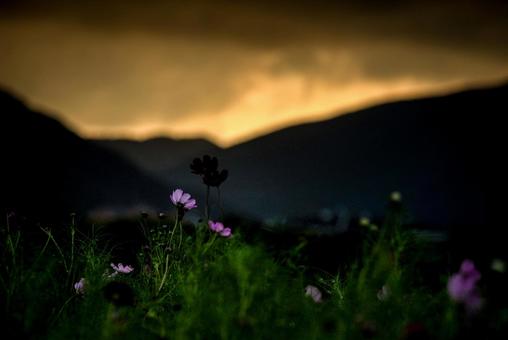 <素材>夕焼けのコスモス畑の風景 <素材>夕焼けのコスモス畑の風景 コスモス,コスモス畑,サンセットの写真素材