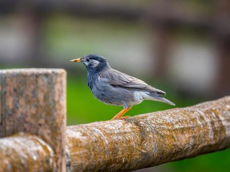 柵にとまるムクドリ 柵にとまるムクドリ ムクドリ,椋鳥,野鳥の写真素材