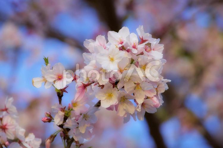 ブルーの青空とピンクの桜 桜,花,青空の写真素材