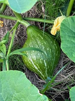 かぼちゃの実の成長 かぼちゃの実の成長 野菜,野菜栽培,vegetablesの写真素材