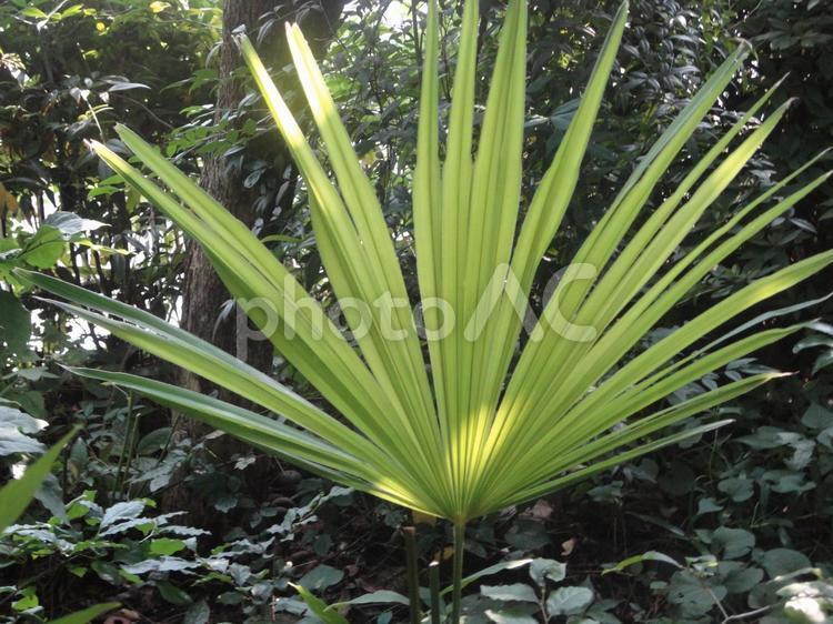 放射状に広がるシュロの葉 シュロ,植物,ヤシ科の写真素材