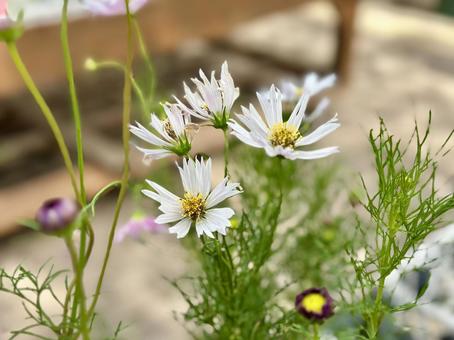 白いコスモス 白いコスモス はな,ガーデニング,植物の写真素材