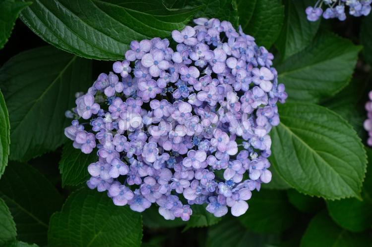 ウズアジサイの花（紫） 紫陽花,オタフクアジサイ,ウズアジサイの写真素材