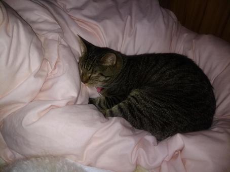 ねこ ねこの写真